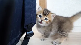 Kitten roughly baptized by grandmother's cat Mimi