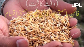 رُستم بیج دھان کی پیداواری ٹیکنالوجی  (پارٹ - 1)