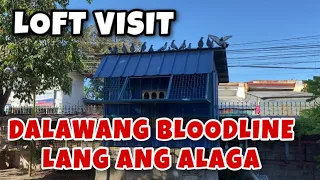 LOFT VISIT, DALAWANG BLOODLINE LANG ANG ALAGA |Reggie Cruz Loft & Aviary #reggiecruzloft