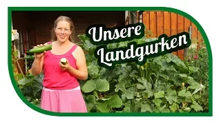 Gurken erfolgreich anbauen 🥒Schlangengurken oder lieber Freilandgurken pflanzen