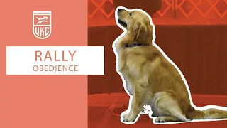 Learn the Rally 3 Exercises l UKC Rally Obedience