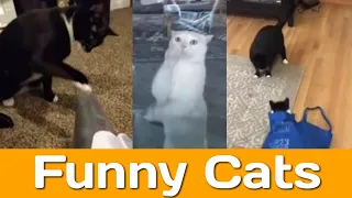 Funniest Animals 2023, Funniest Cats and Dogs 🐱 🐶, Cute and Funny Cats Video, Funny Pets
