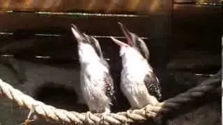 Laughing Kookaburra s