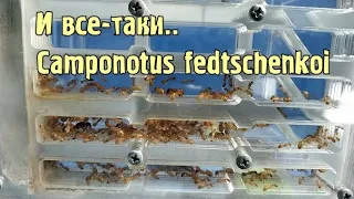 И все-таки.. Camponotus fedtschenkoi