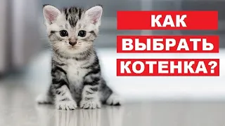 Как выбрать здорового котенка. Лайфхаки от ветеринара