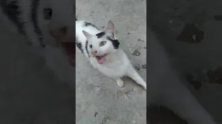 beautiful kitten walk in the street he ask for Food ❤️❤️ #shorts