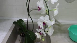 Орхідеї. Догляд та підживка