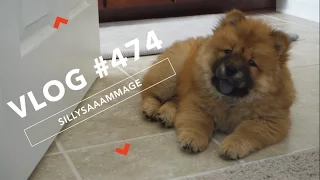 VLOG #474 | WELCOME HOME - MEET YUNA!