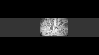 Bigfoot stabilized - Patterson/Gimlin Film 1967