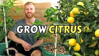 Guide To Planting Citrus Trees At Home - Lemon, Lime, Kumquat & Calamondin