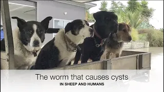 Prevent sheep cysts infecting HUMANS! | Sez the Vet