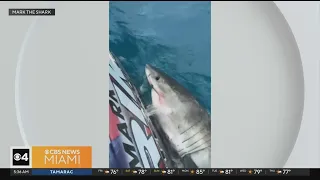 Great white shark surprises fishing boat off Miami Beach