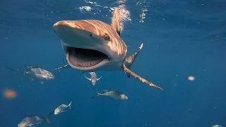 Free Diving with Blacktip and Silky Sharks off Jupiter with Florida Shark Diving - GoPro Video