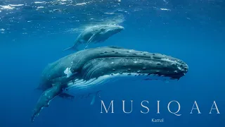 Kamal ⋄ Reiki Whale Dreaming ⋄ Meditative journey to the soul of the Earth