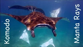 Diving with LOTS of Manta Rays in Komodo, Indonesia