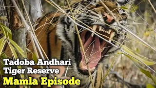 Tadoba Andhari Tiger Reserve || Mamla Episode 2021