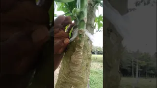 como hacer arbol de papaya enano🌱2020