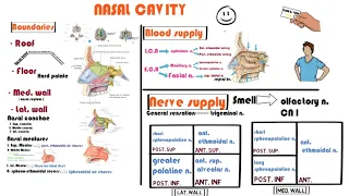 2. Anatomy of the nasal cavity