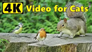 Videos for Cats to Watch ~ 4K Birds ands Squirrels Bonanza ⭐10 HOURS of Cat TV⭐