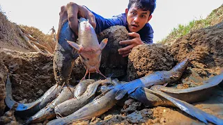 Amazing Fishing in Dry Season - Find Fishes Under Dry Land in Dry Season