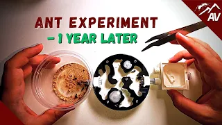 Ant Experiment - You won't believe what happened 1 YEAR later!