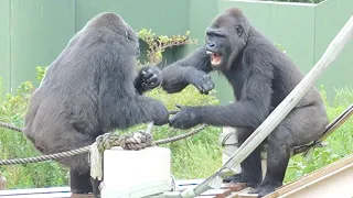Grandma Gorilla Nene, whose anger at the persistent Annie has reached its limit💢 Shabani Group