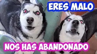 *BRUTAL BRONCA* de mis PERROS ABANDONADOS durante unas horas y solos en casa