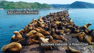 Sea Lions in Nevelsk