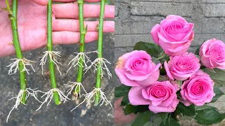 Buy roses at the store to plant | How to cut roses in the sand