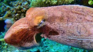🐙Octopus Video With Relaxing Music 🐙 Beautiful Octopus in the Sea