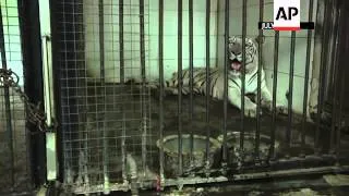 A white tiger killed a young man who climbed over a fence at the New Delhi zoo and jumped into the a