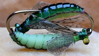 Caddis Pupa.Fly Tying Caddis Pupa