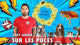 Comment se débarrasser des PUCES !! ( fiche technique)