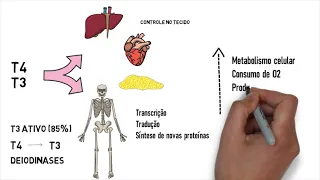 Aprendendo Fisiologia: hormônios tireoidianos T3 e T4 (por Marjoriane de Amaral)