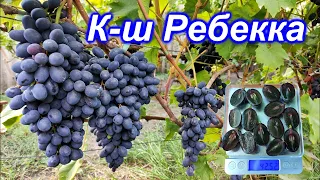 Кишмиш Ребекка 2023