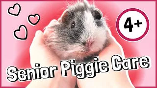 6 Essential Care Tips for Senior Guinea Pigs: How to look after your older piggies!