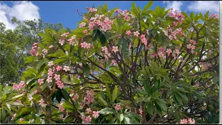 Massive Pink Plumeria Tree! get ready to be mesmerized by this beauty 🌸🌳 Click for Blooms Galore!