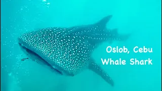 The Majestic Oslob Whale Sharks Philippines