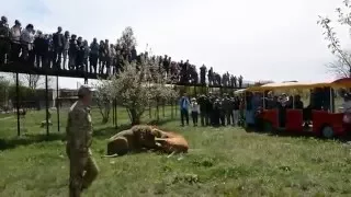 Рыжик дерется с мощным Цезарем! Тайган Fighting lions surrounded by people!