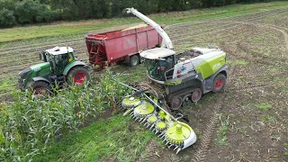 CLAAS JAGUAR 990TT am Mais häckseln / Abfahrer FENDT 716, 828 & 930 / DEHR AGRARSERVICE / 4K