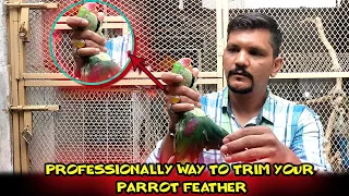 Professionally way to trim your Parrot Feather | Urdu / Hindi | PBI Official