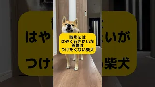 日本語で諸々主張する柴犬　#柴犬　#柴犬とん