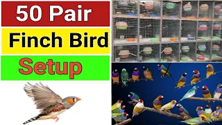 Finch Bird Breeding Setup//Finches Breeding Setup//Finches Breeding Farm