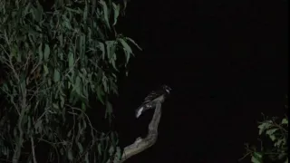 Nightjar singing