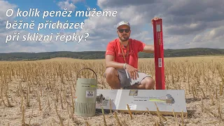 Kolik peněz můžeme běžně ztrácet při sklizni řepky?