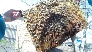Весняна ревізія, стимуляція бджіл