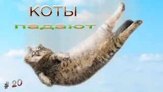 Подборка видео приколов выпуск 20.КОТЫ ПАДАЮТ. Compilation funny videos 20.CATS ARE FALLING .