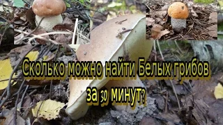 Тихая охота.Сколько можно найти Белых грибов за 30 минут ?