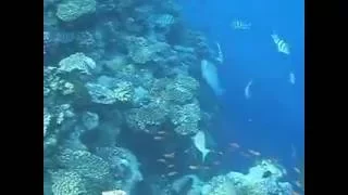 Подводные съёмки кораллового рифа в красном море