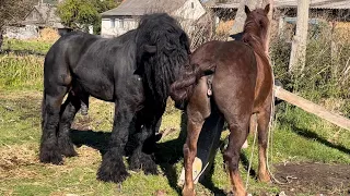 Коні Ваговози.Перша осіння паровка Алан🧨❤️🐴кобила на продажу💲💲.Алан дає жару⚡️⚡️🔥🔥🔥🫣